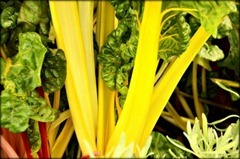 Yellow - Amanda Richards - Eat yer vegetables