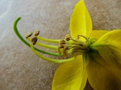 Yellow - Sharon Paul - Naughty Flower