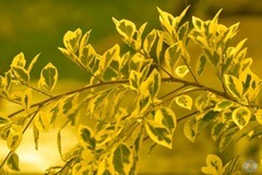 Yellow - Vish Babulall -