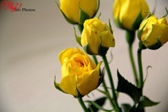 Yellow - Vitri Ann - Promise of Spring